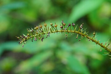 オカトラノオの実