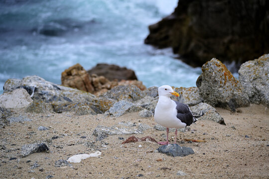 Western Gull on Sandy Shoreline
