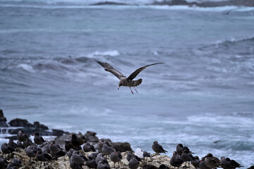 Seagull Landing on a Crowded Rocky Shore