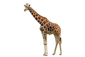 Obraz premium Majestic giraffe stands tall, showcasing unique pattern, nature's beauty