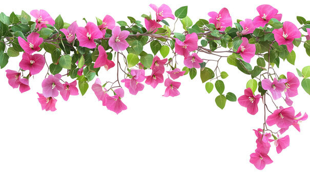 Asimina Triloba Small Tree Isolated on Transparent Background