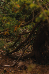 Tree roots with Squirrel 