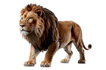 Obraz premium Majestic lion prowling, symbolizing power and royalty concept
