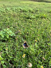 Tiny purple and gold butterfly perched on wild grass flower, captured in natural daylight.