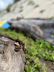 Wild brown fungus growing on wood stump in grass field, showing organic pattern and nature’s decay beauty.