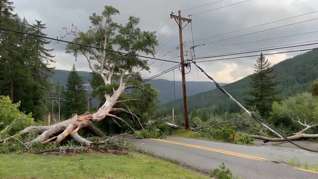 meteorological conditions causing gale-force winds to topple trees  thereby creating hazards for utility infrastructure and transportation routes within a mountainous area following a