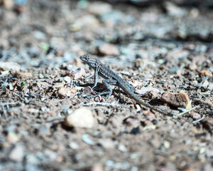 lizard on the sand