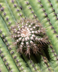cactus close up