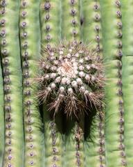 close up of cactus