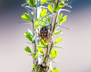 spider on branch
