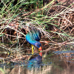 Purple Galinule in swamp