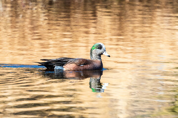 wigeon duck on a lake