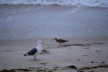 Western Gull and Long-Billed Curlew on a Broad Sandy Beach