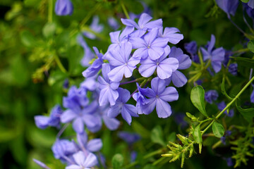Fototapeta premium Cape leadwort, scientific name: Plumbago auriculata. A woodland phlox plant in the garden in the morning, with light filtering through the leaves and flowers.