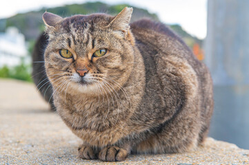 福岡県新宮町・猫の島（相島）の野良猫