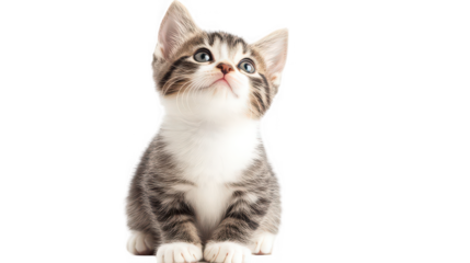 A cute tabby kitten sitting upright with a curious expression on black background looking upwards