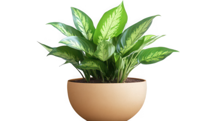 A dieffenbachia plant in a round tan pot with large green and white leaves on a black background