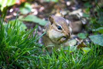 Close up of a chipmunk eating sunflower seeds under the bird feeder 