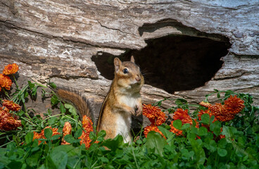 Chipmunk looks spooked as she stands upright outside a hollow log in the garden 