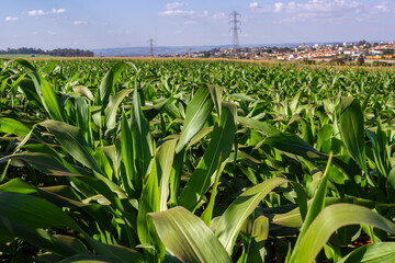 Lush green cornfield stretching to the horizon with a sorghum plantation in the background. Illustrates large-scale corn farming, a key pillar of Brazilian agriculture and economy.