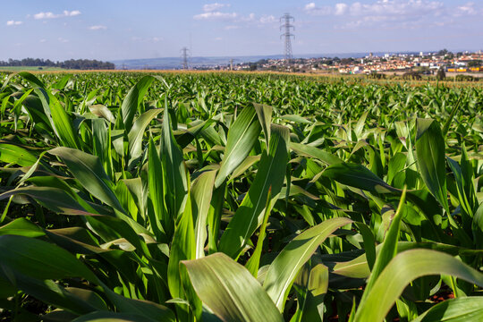 Lush green cornfield stretching to the horizon with a sorghum plantation in the background. Illustrates large-scale corn farming, a key pillar of Brazilian agriculture and economy.