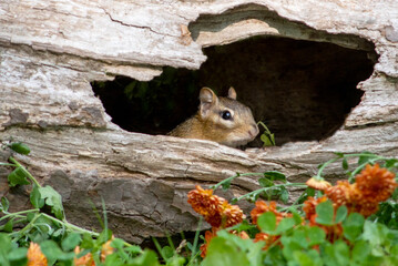 Tiny rodent looks out his window in the hollow log he is hiding in 