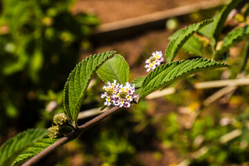 Melissa officinalis, known as lemon balm, displays vibrant green leaves and delicate white flowers. Esteemed for its calming properties, it's used in cooking and traditional medicine.