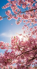 Cherry blossoms in full bloom against a clear blue sky on a sunny day