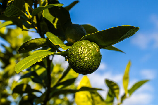 Green limes on a tree on a family farm in Brazil. Close-up of green citrus fruit, natural background. Nature concept