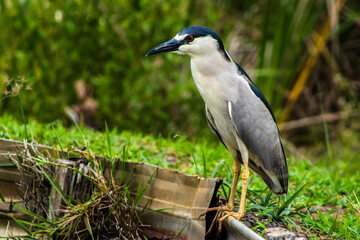 A Black-crowned Night-Heron (Nycticorax nycticorax) stands on a grassy bank. This nocturnal bird,...