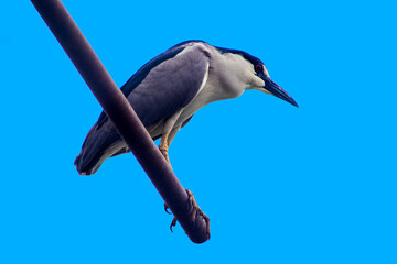 A Black-crowned Night-Heron (Nycticorax nycticorax) stands on a grassy bank. This nocturnal bird,...