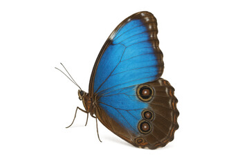 Naklejka premium Blue morpho butterfly showing vibrant iridescent wings and intricate eye-spot patterns on a transparent background