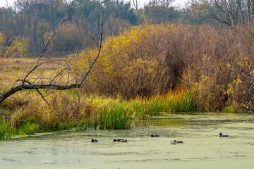 Wetland landscape with ducks swim in a  wetlands in the Jasper Pulaski fish and wildlife area in Indiana USA 