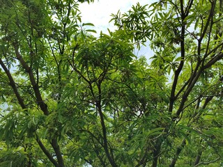Lush Green Tree Canopy Against a Bright Sky