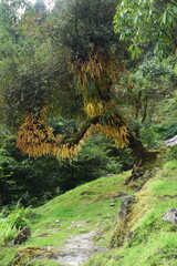 the gnarled,curved trunk of tree growing on a grassy hillside,draped with mass fern  that changing color  displaying vibrant yellows  golds and rusty brown against the green  leaves, epiphytic growth