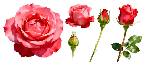 Realistic rose flower set with multiple bloom stages and colors isolated on clean Transparent background, elegant floral element collection
