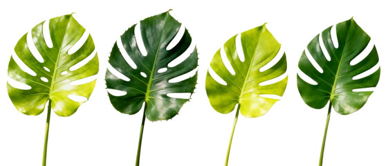 Realistic monstera leaf collection with multiple shapes and sizes isolated on Transparent background, tropical plant foliage design element set
