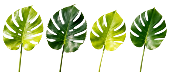 Realistic monstera leaf collection with multiple shapes and sizes isolated on Transparent background, tropical plant foliage design element set
