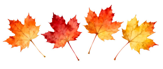 Realistic maple leaf set with autumn color variations isolated on Transparent background, seasonal botanical element collection
