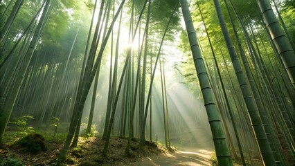 Sunlight filtering through a dense bamboo forest