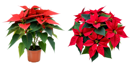 Two red poinsettia plants isolated on transparent background