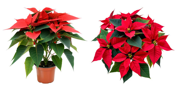Two red poinsettia plants isolated on transparent background