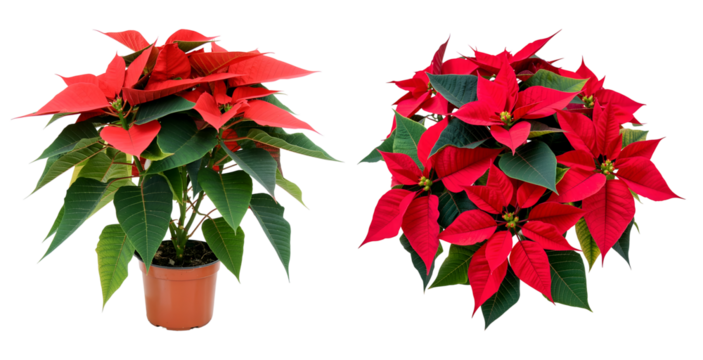 Two red poinsettia plants isolated on transparent background