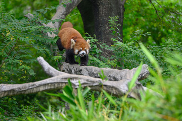 The red panda is climbing a tree.