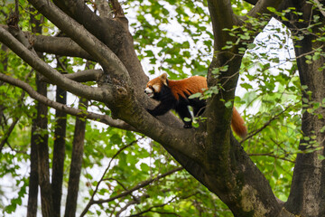 The red panda is climbing a tree.
