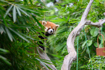 The red panda is climbing a tree.