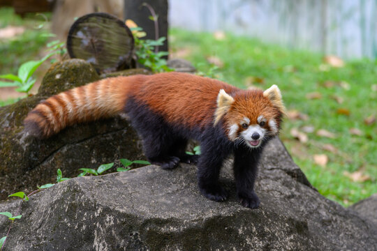 The red panda stood on the rock and looked at the camera.