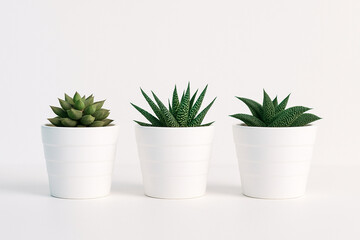 Obraz premium AI generated ultrarealistic trio of green succulent plants in clean white pots on a bright minimal background expressing calm simplicity and fresh natural aesthetic