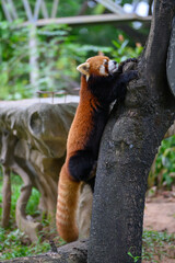 The red panda is climbing a tree.