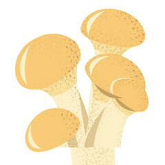 Cluster Of Honey Mushrooms With Textured Stems And Smooth Yellow Caps Isolated On Transparent Background